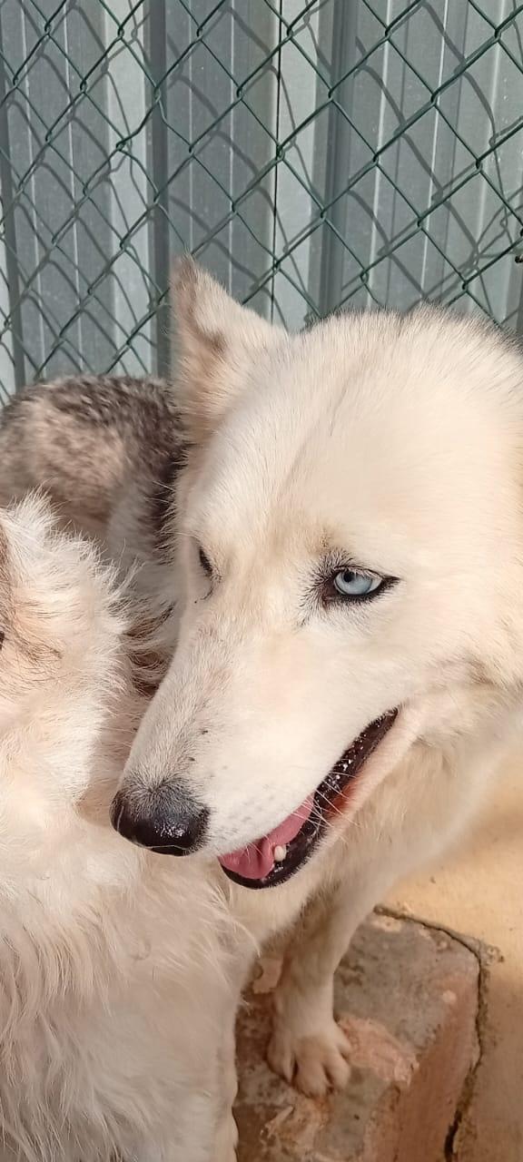 Donut, una dolcezza di Husky Foto 2